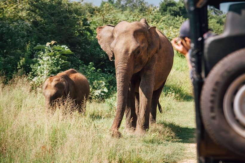 Tangalle/Hiriketiya: Yala National Park Safari in a 4x4 - Timing, Service, and When the Safari Feels Worth It