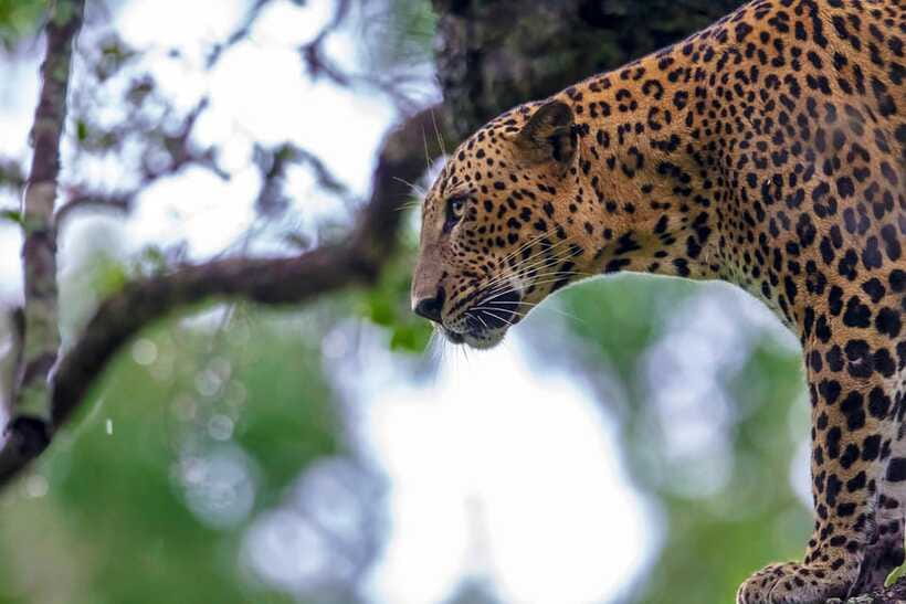 Tangalle/Hiriketiya: Yala National Park Safari in a 4x4 - Should You Book This Yala 4x4 Safari?