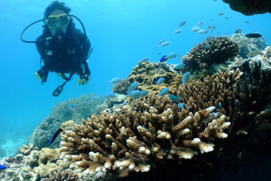 Tayrona National Park: Scuba Diving Tour for Beginners - What You’ll See Underwater (and What It Means for Beginners)
