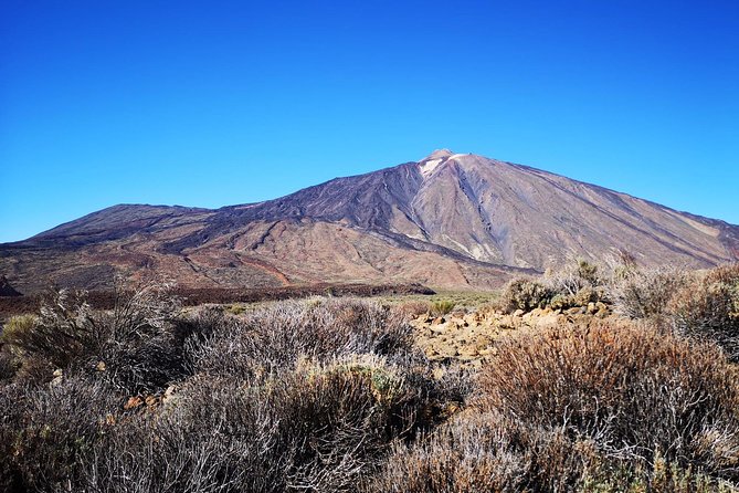 Teide National Park for smaller groups - El Pino Gordo (15 minutes): the oldest thick pine in Tenerife