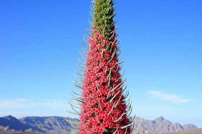 Teide National Park Full Experience with Professional Guide - The Teide panoramic route: viewpoints, endemic flora, and coast views