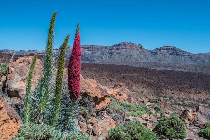 Teide National Park Full Experience with Professional Guide - El Pino Gordo: the huge Canary Island pine worth the short stop