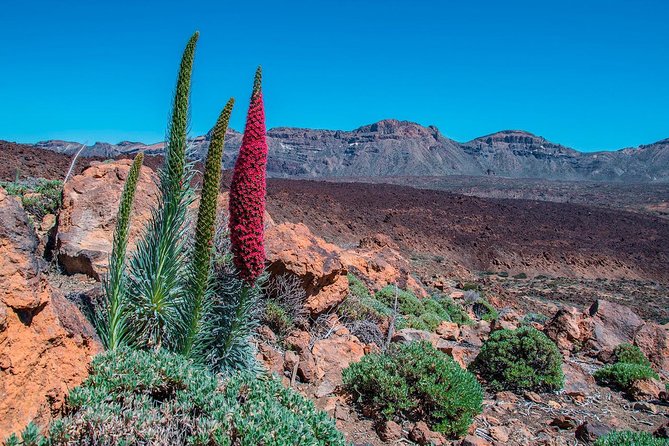 Teide National Park Half Day Tour with Hotel Pick up - Mt. Teide Summit Area: Cable Car Reality Check