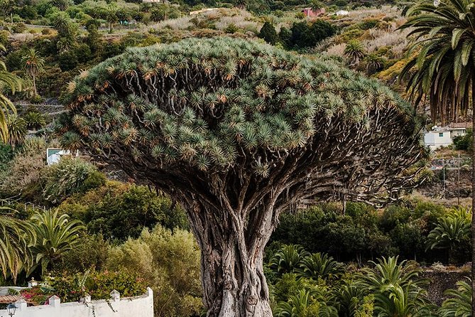 Tenerife Grand Tour: including Teide National Park and Masca - Garachico and El Caletón: volcanic pools, mostly sightseeing