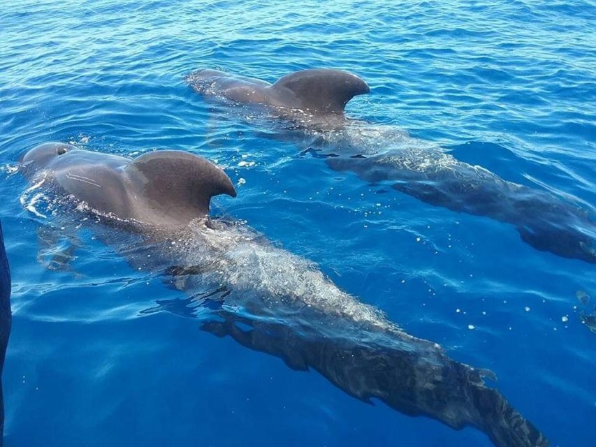 Tenerife: Teide National Park and Dolphins Sailboat Tour - The max-11 sail: dolphins, pilot whales, and real time on the water