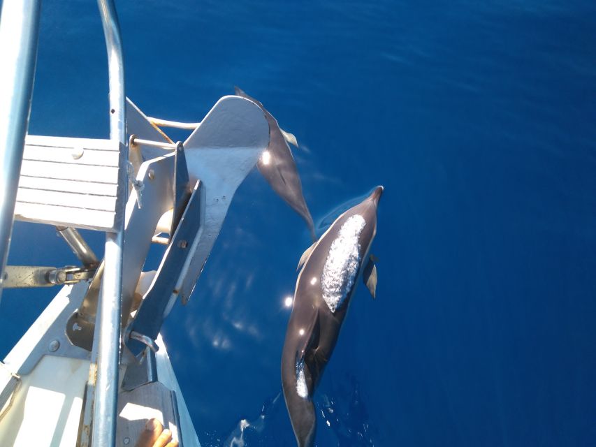 Tenerife: Teide National Park and Dolphins Sailboat Tour - Snorkeling and comfort: what to expect from the sea portion