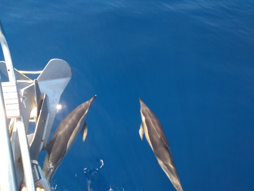 Tenerife: Teide National Park and Dolphins Sailboat Tour - Who should book this Tenerife Teide and dolphin sail combo?