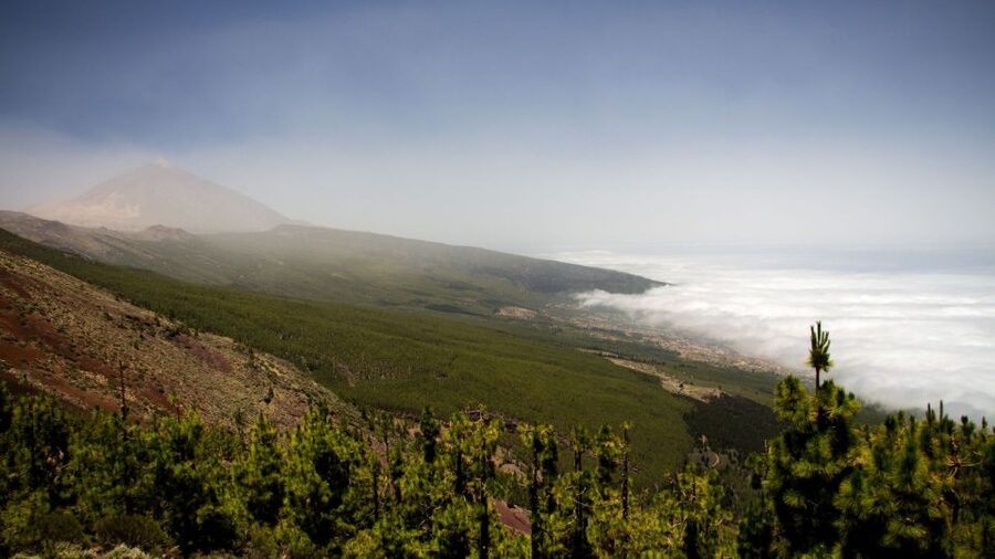 Tenerife: Teide National Park and Dolphins Sailboat Tour - Should you book this tour?
