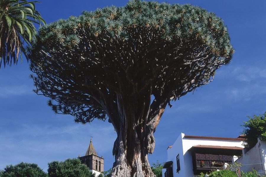 Tenerife: Teide National Park Full-Day Tour with Pickup - Key highlights that make this tour worth your time