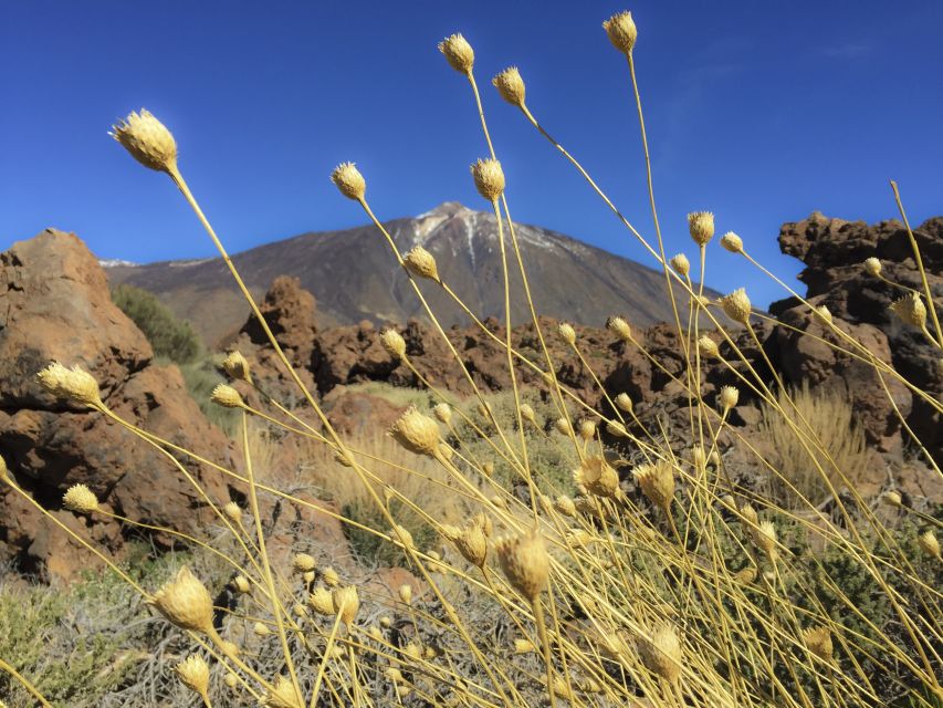 Tenerife: Teide National Park & Teno Rural Park Private Tour - The guide factor: why Jaime-style attention changes everything