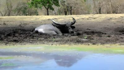 The Authentic Sunset Of Baluran National Park Banyuwangi - Price and logistics: what the $35 gets you (and what to budget extra)