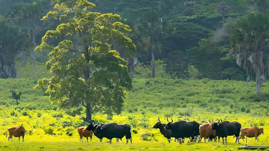 The Authentic Sunset Of Baluran National Park Banyuwangi - Bekol Savana / Padang Savana: the sunset where wildlife shows up late