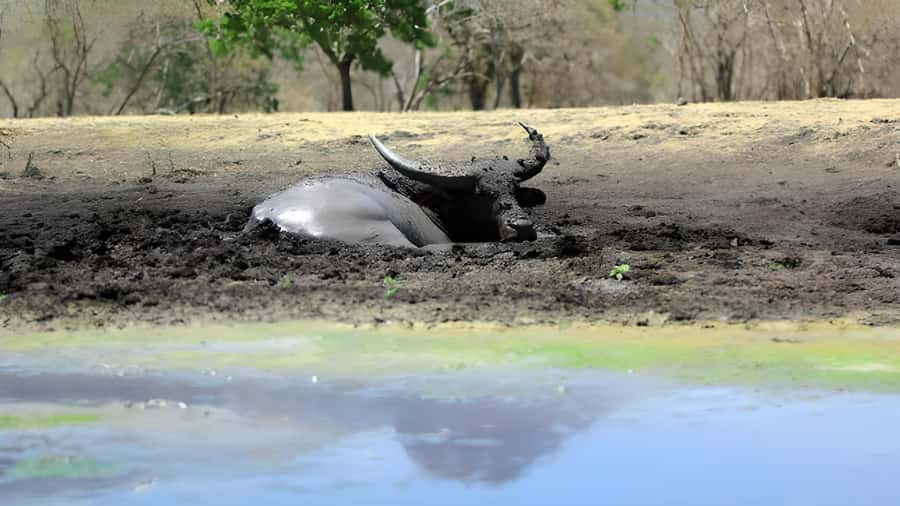 The Authentic Sunset Of Baluran National Park Banyuwangi - Price and logistics: what the $35 gets you (and what to budget extra)