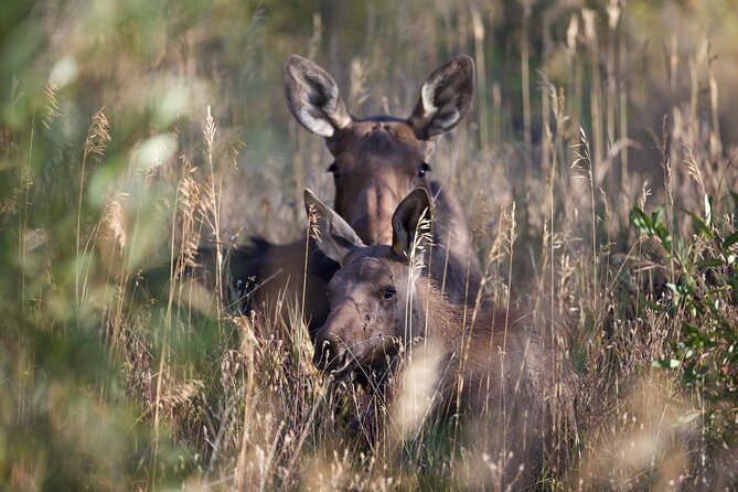 The Premier Wildlife Tours in Rocky Mountain National Park - Key highlights worth knowing before you go