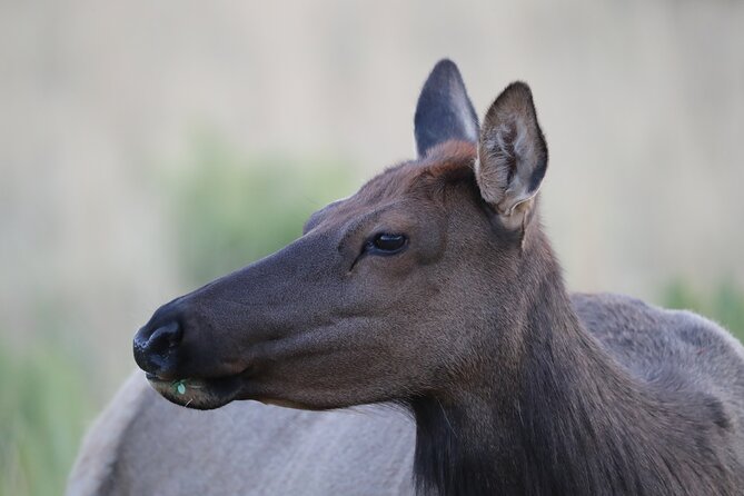 The Premier Wildlife Tours in Rocky Mountain National Park - Wildlife-first touring from Estes Park: what the day feels like