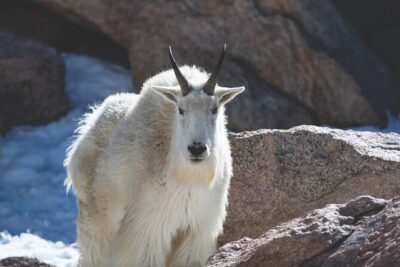 The Premier Wildlife Tours in Rocky Mountain National Park - The east-side route: getting your bearings and first chances