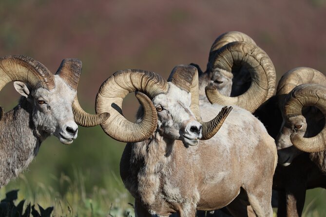 The Premier Wildlife Tours in Rocky Mountain National Park - Price and value: why $200 can work out in your favor
