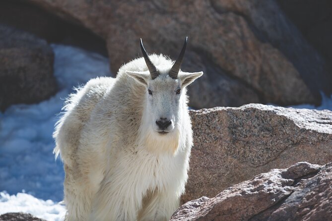 The Premier Wildlife Tours in Rocky Mountain National Park - The east-side route: getting your bearings and first chances