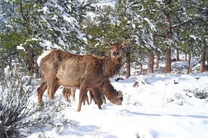 The Rocky Mountain National Park Winter Safari Tour - Guides Like Fritz and Nick: More Than Facts, It’s the Tone