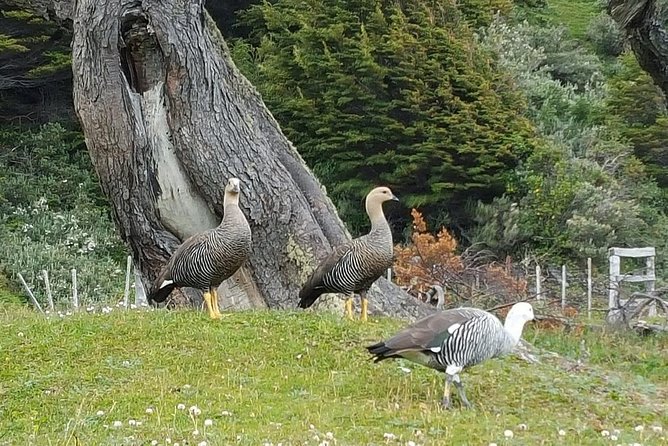 Tierra Del Fuego National Park Tour - Why this tour works when you only have one morning in Ushuaia