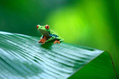 Tortuguero National Park and Canals Day Trip from San Jose - Weather, timing, and why the day can feel rushed