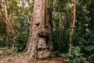 Tsitsikamma National Park: 1 or 2-Hour Segway Tour - Stormsriver Village and Pine Forest Roads: The Tour Starts Where You Can Feel It