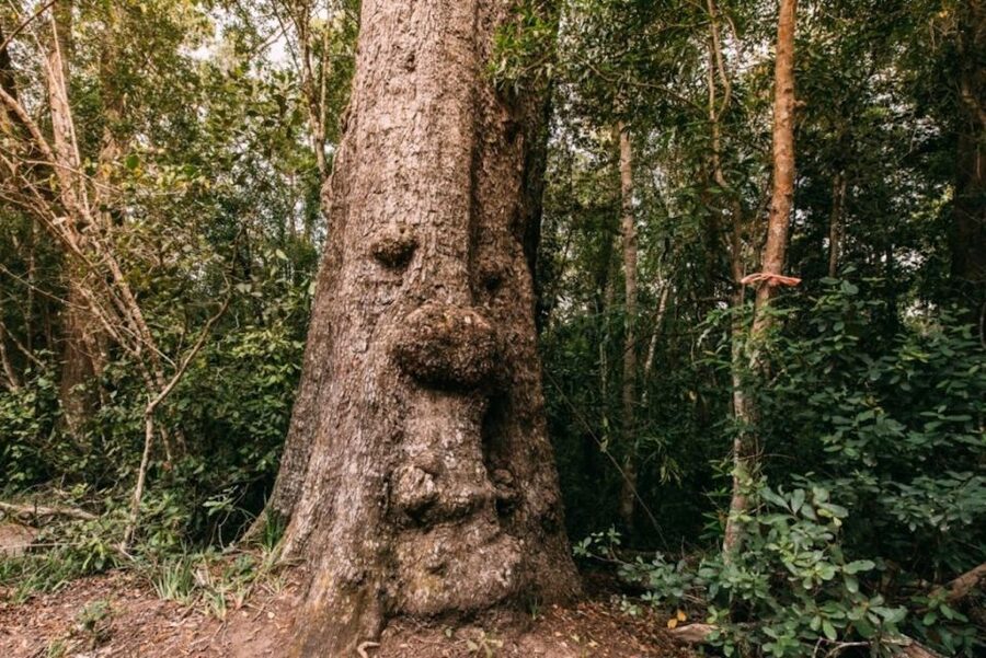 Tsitsikamma National Park: 1 or 2-Hour Segway Tour - Stormsriver Village and Pine Forest Roads: The Tour Starts Where You Can Feel It
