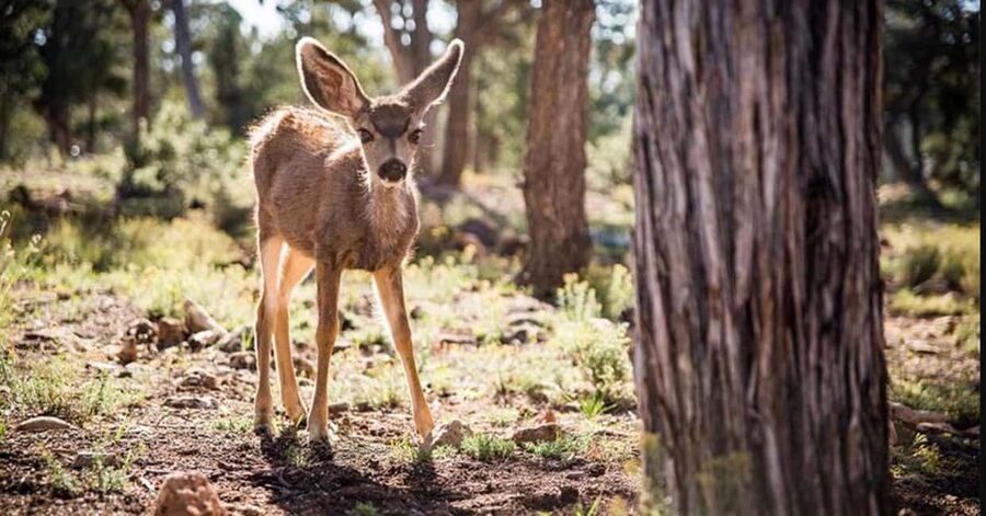 Tusayan: Grand Canyon National Park Off Road Journey - Key things that make this tour worth it