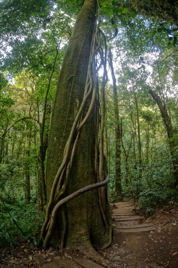Two days Doi Inthanon national park - Why Doi Inthanon Works So Well on a 2-Day Pace