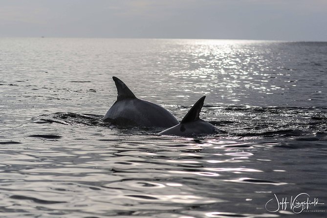 Two-Hour Everglades Dolphin, Manatee and Birding Boat Tour - Birding in the mangroves: more than just spotting, it’s learning the patterns