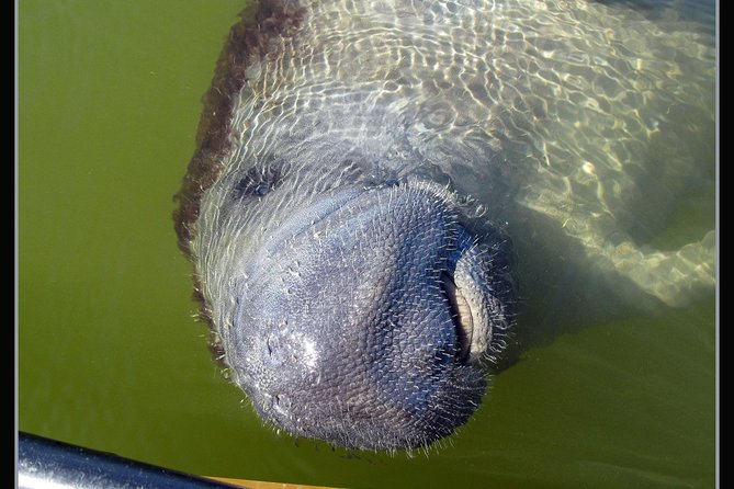 Two-Hour Everglades Dolphin, Manatee and Birding Boat Tour - The shelling and low-tide moments that make the 2 hours feel longer