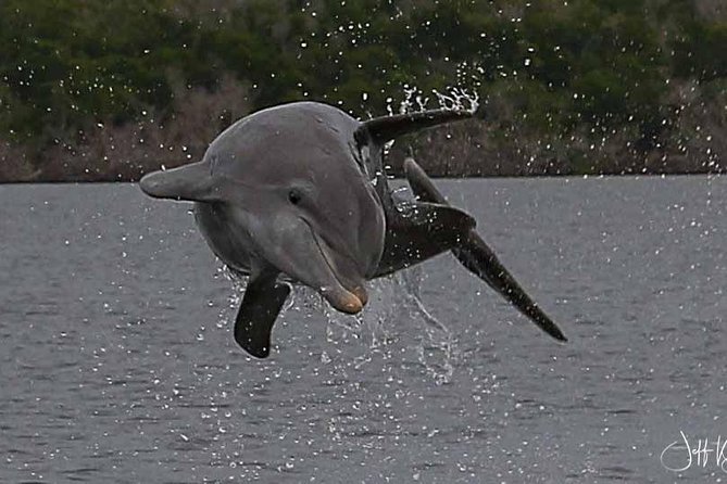 Two-Hour Everglades Dolphin, Manatee and Birding Boat Tour - Guides who make it personal: Captain Don, Captain Dan, Glenn, Ray, and Matt
