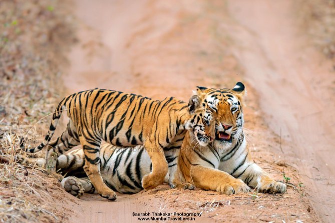 Two Night Tiger Safari Experience at Tadoba National Park &Transfers From Nagpur - Key highlights worth knowing