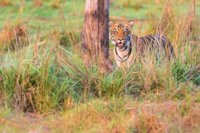 Two Night Tiger Safari Experience at Tadoba National Park &Transfers From Nagpur - The 3-safari game plan: why the schedule matters