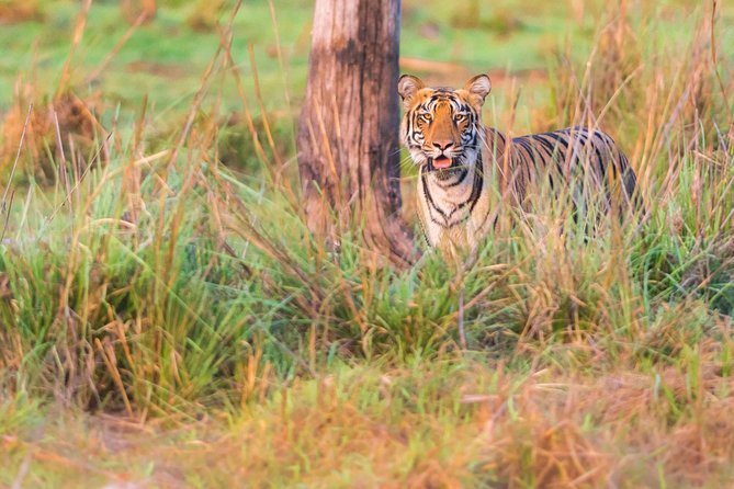 Two Night Tiger Safari Experience at Tadoba National Park &Transfers From Nagpur - The 3-safari game plan: why the schedule matters