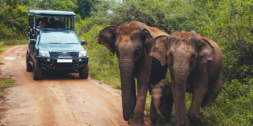 Udawalawa National Park: All-Inclusive Private Day Tour - Getting There in Comfort: private air-conditioned transfers from Colombo, Ella, and Wellawaya