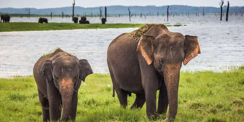 Udawalawa National Park: All-Inclusive Private Day Tour - Elephants and more: the wildlife mix you can plan for