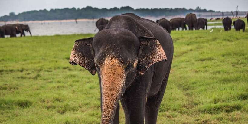 Udawalawa National Park: All-Inclusive Private Day Tour - Timing tip: booking around 3 PM can change your elephant odds