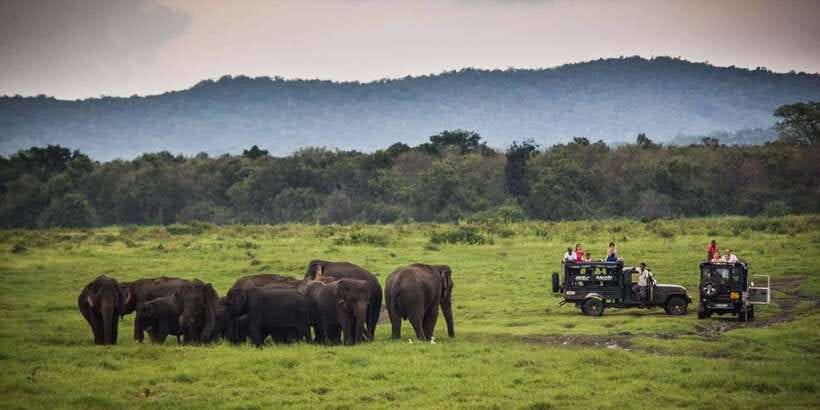 Udawalawa National Park: All-Inclusive Private Day Tour - Who should book this private Udawalawe tour