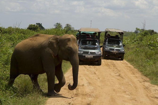 UDAWALAWA National Park ALL INCLUSIVE Tour with PICK UP INCLUDED - Udawalawe Jeep Safari: why this format works