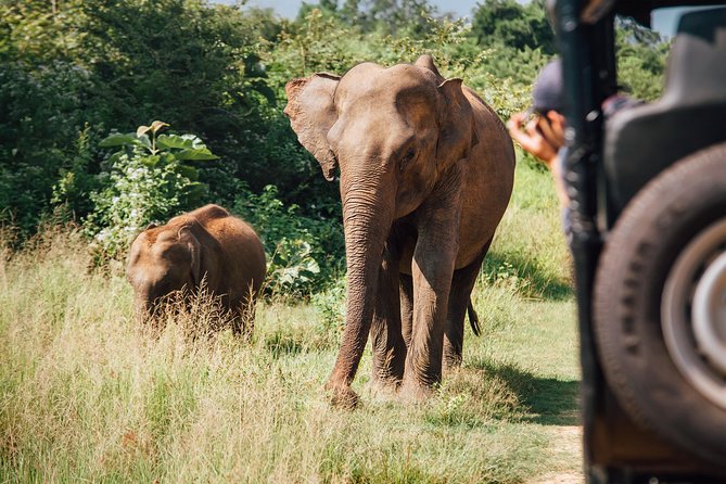 UDAWALAWA National Park ALL INCLUSIVE Tour with PICK UP INCLUDED - Elephant Transit Home (ETH): what the stop adds