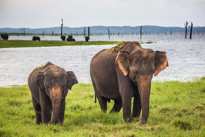 UDAWALAWA National Park ALL INCLUSIVE Tour with PICK UP INCLUDED - Inside Udawalawe: what you’re really hunting for