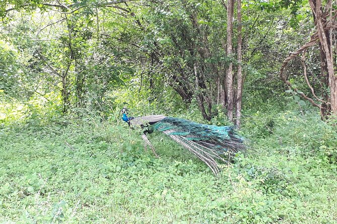 Udawalawa National Park Day Tour - Price and value: what $146 covers (and what you’ll still pay)