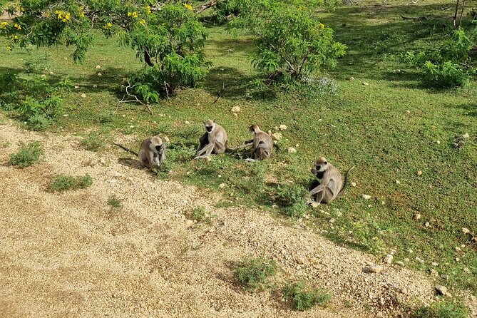 Udawalawa National Park Day Tour - Who should book this Udawalawe day tour