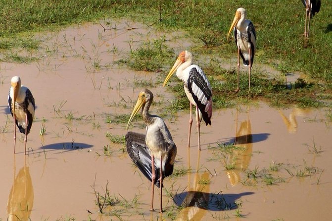 Udawalawa National Park half day Safari - Why Udawalawe is such a strong safari choice