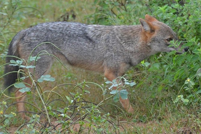 Udawalawa National Park half day Safari - The heart of the day: your 3-hour drive inside the park
