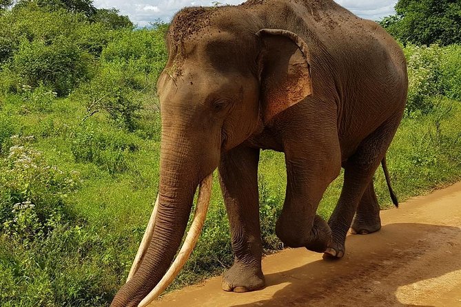 Udawalawa National Park half day Safari - Wildlife odds: elephants, water birds, and what to expect realistically