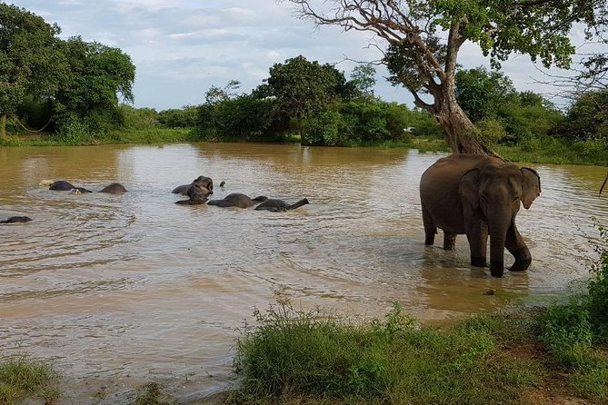 Udawalawa National Park half day Safari - Getting the best safari results: practical tips you can use