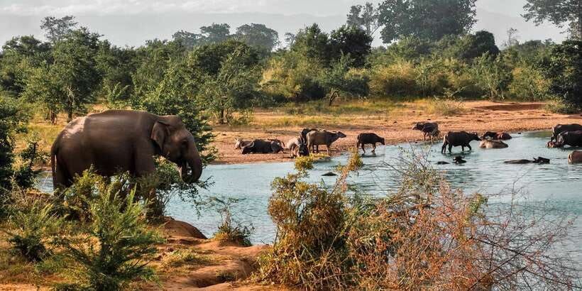 Udawalawa National Park: Private Safari - Key things I’d book this for