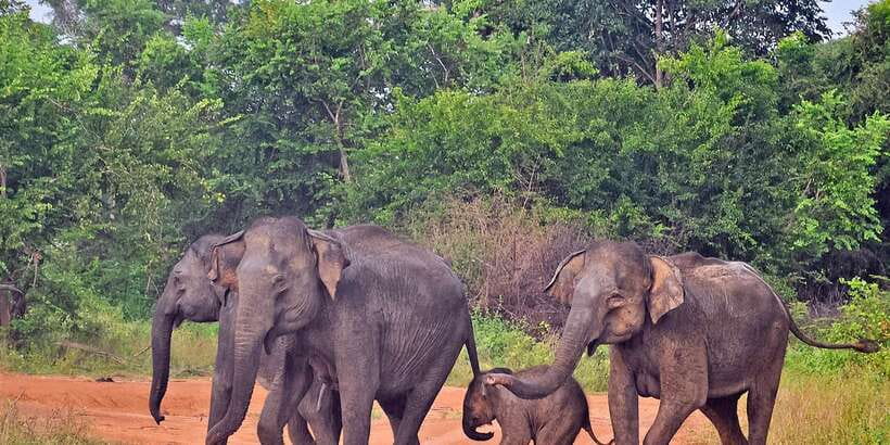 Udawalawa National Park: Private Safari - A quick word on guide styles: why it changes the whole day